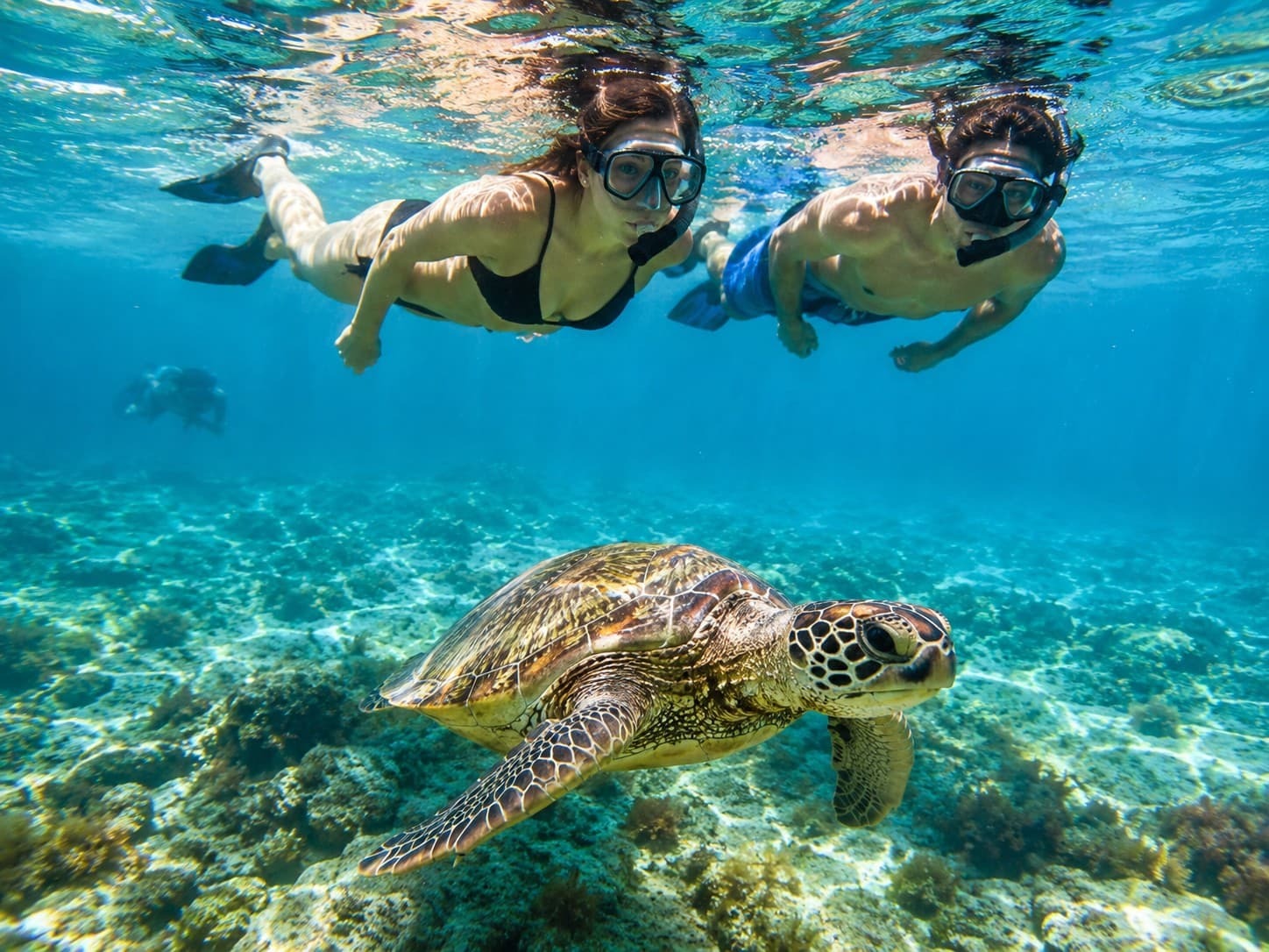 Snorkel con tortugas, experiencia turística